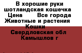 В хорошие руки шотландская кошечка › Цена ­ 7 - Все города Животные и растения » Кошки   . Свердловская обл.,Камышлов г.